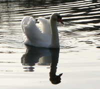 Swan
